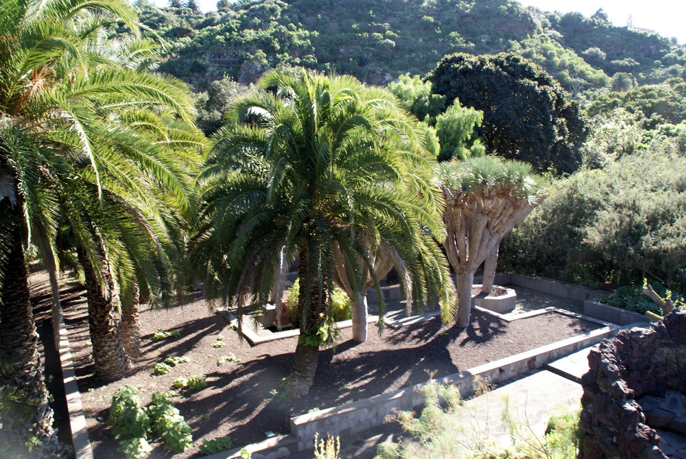 Ботанический сад на Гран-Канарии
