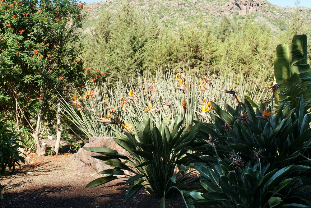 Ботанический сад на Гран-Канарии