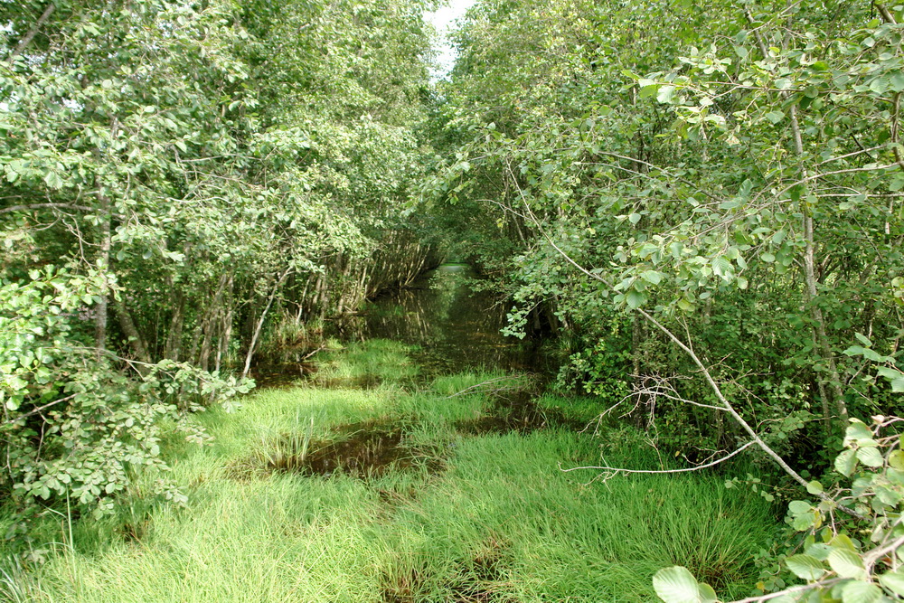 Канал на болоте Мох