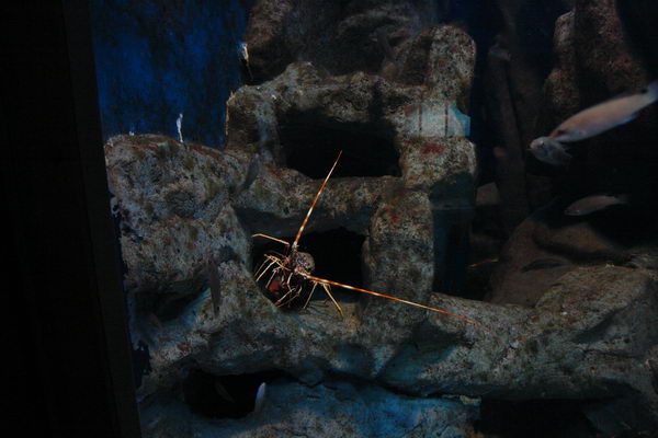 Штральзунд, Meeresmuseum, Морской музей, аквариум