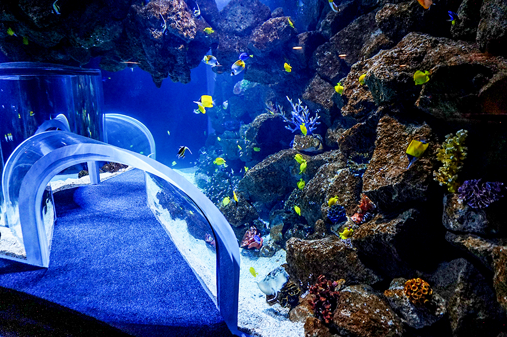Лас Пальмас де Гран Канария: аквариум Poema Del Mar 