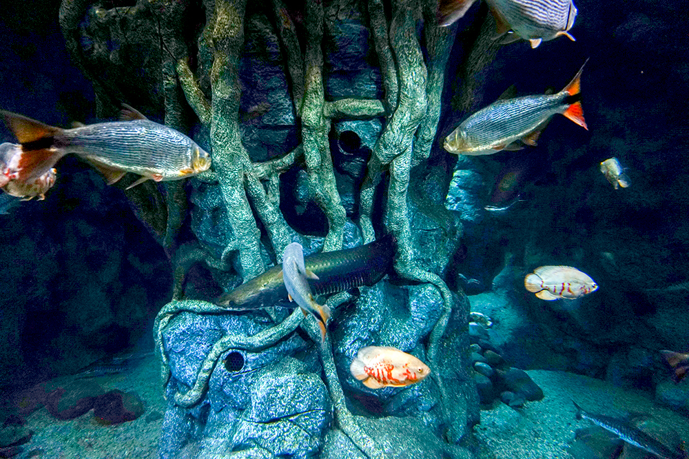 Лас Пальмас де Гран Канария: аквариум Poema Del Mar 