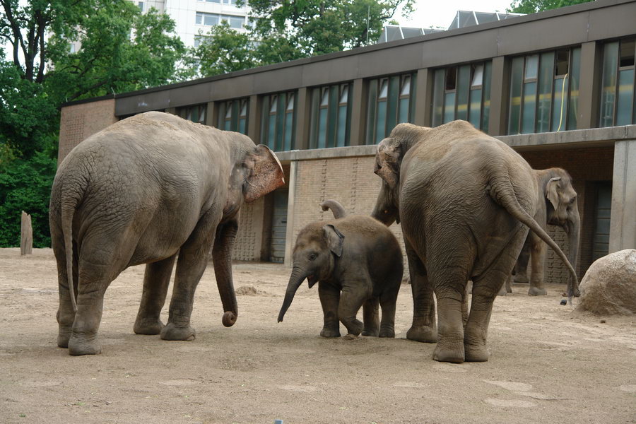 Берлинский зоопарк. Слоны