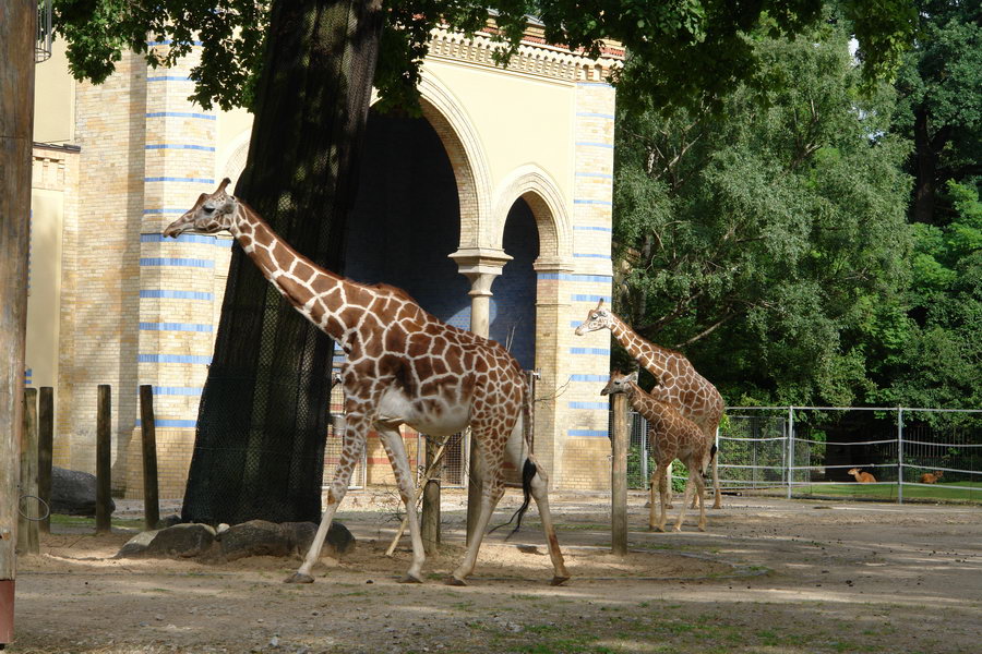 Берлинский зоопарк. Жираф 